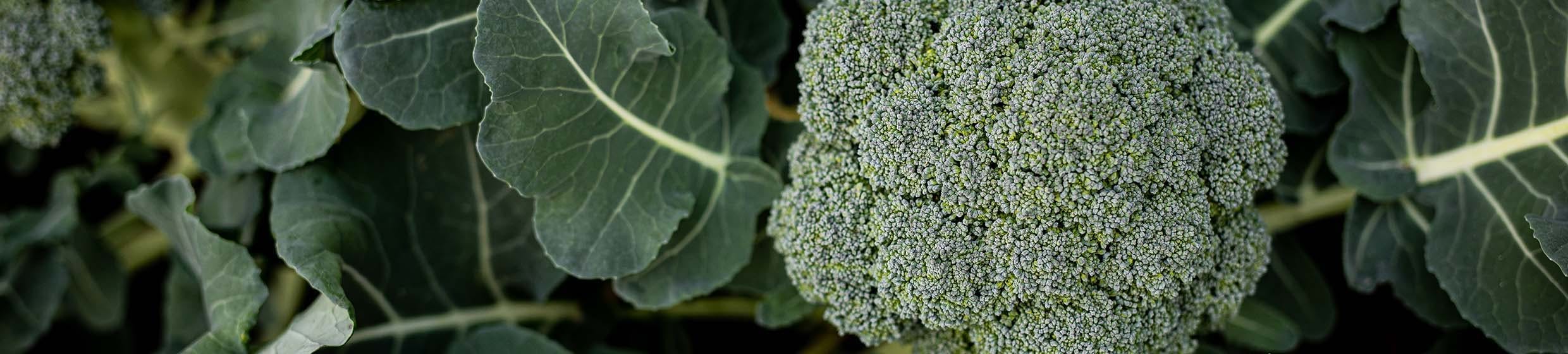 Brocoli
