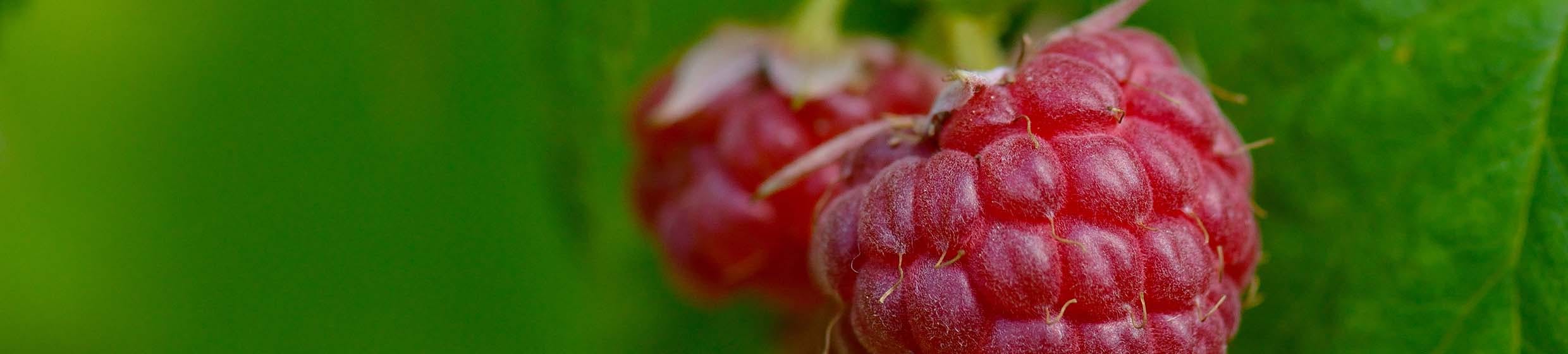 Pépins de framboise