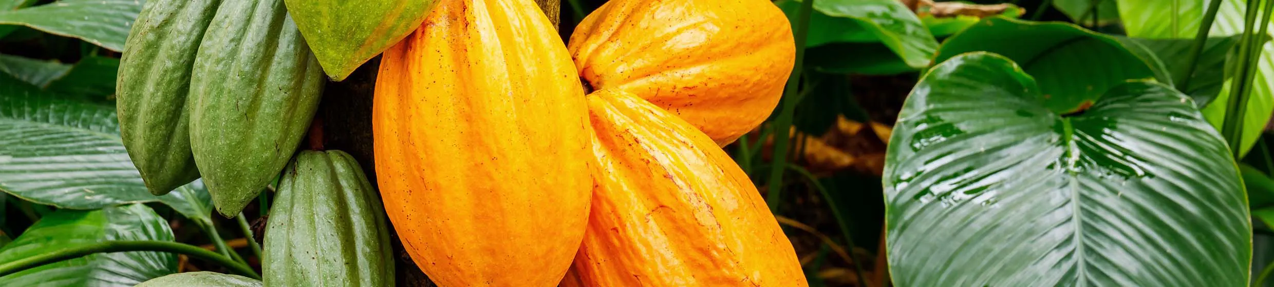 Cacao