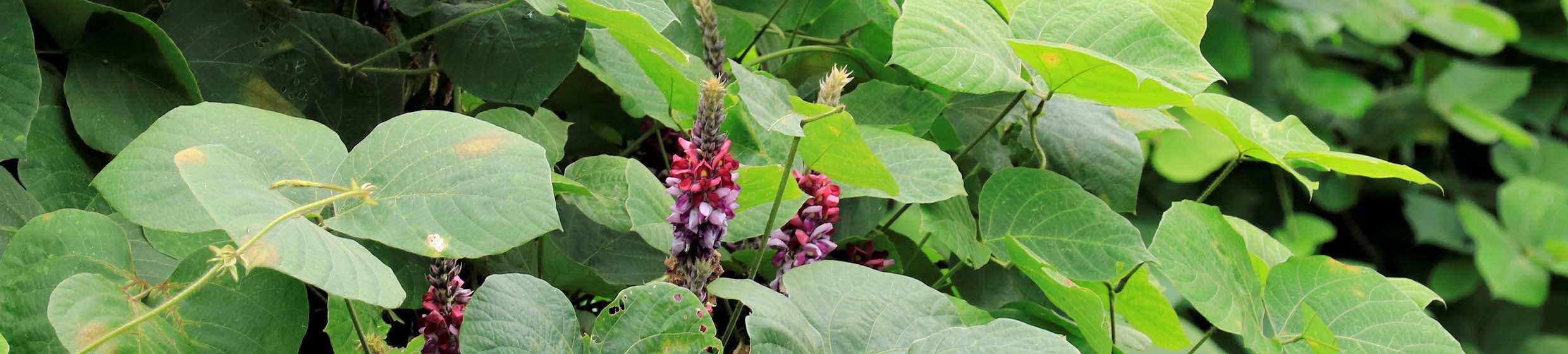 Kudzu