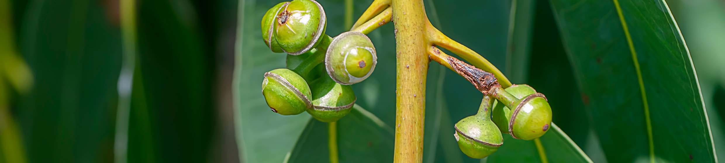 Eucalyptus