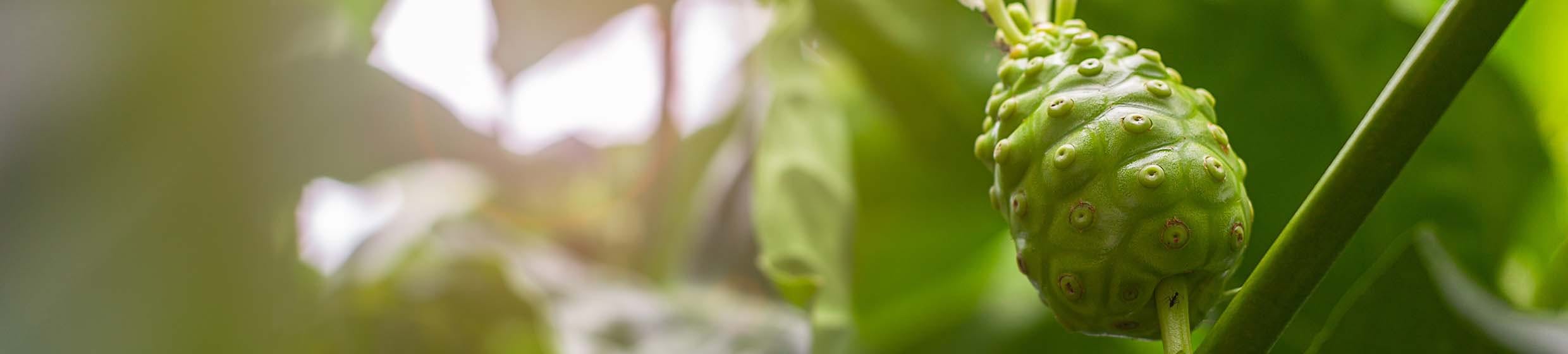 Noni