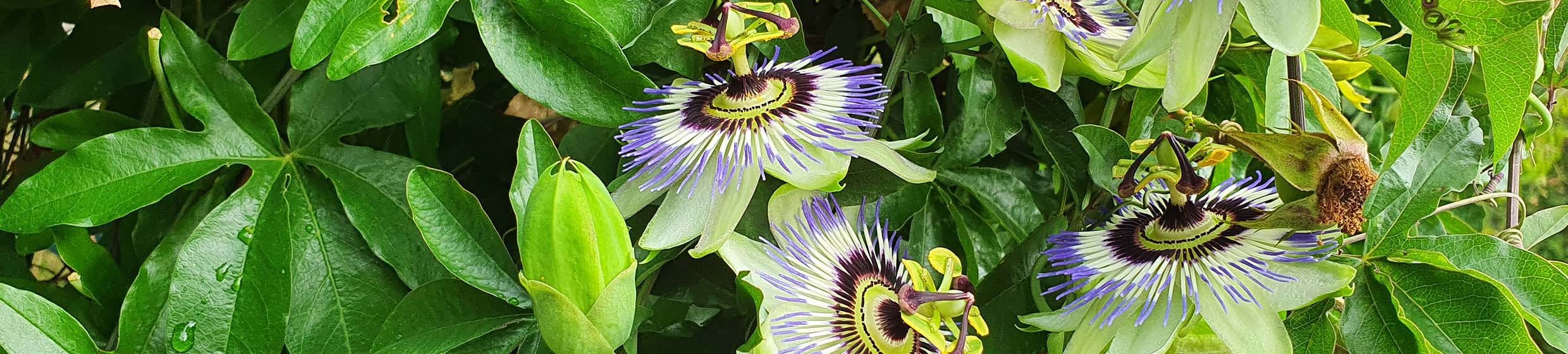 Passiflore