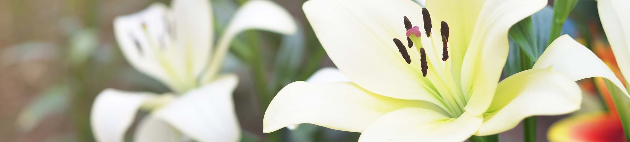 Lys