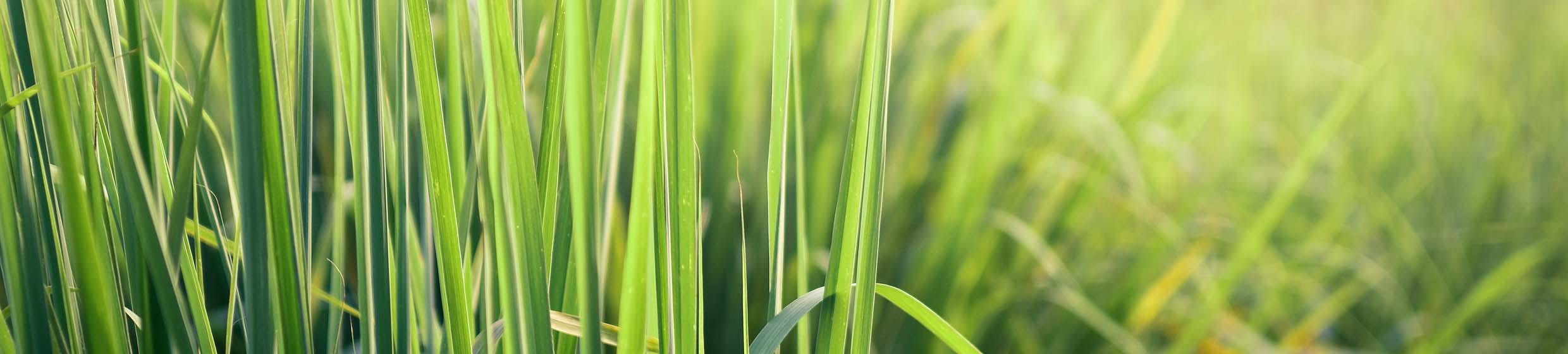 Lemongrass
