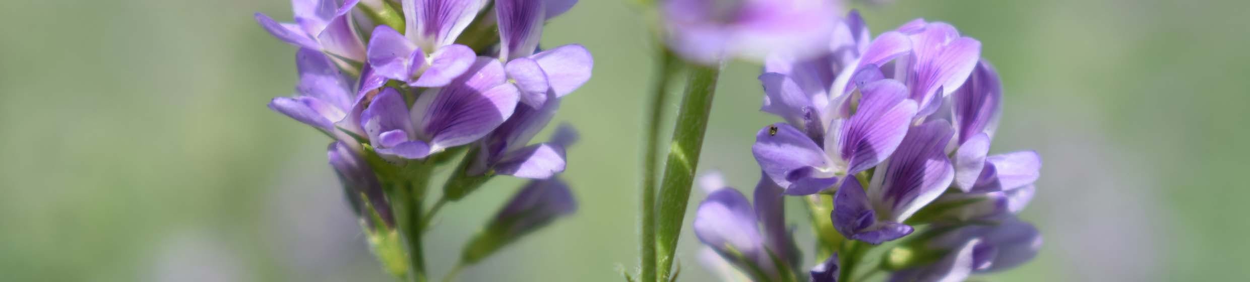 Alfalfa (luzerne)