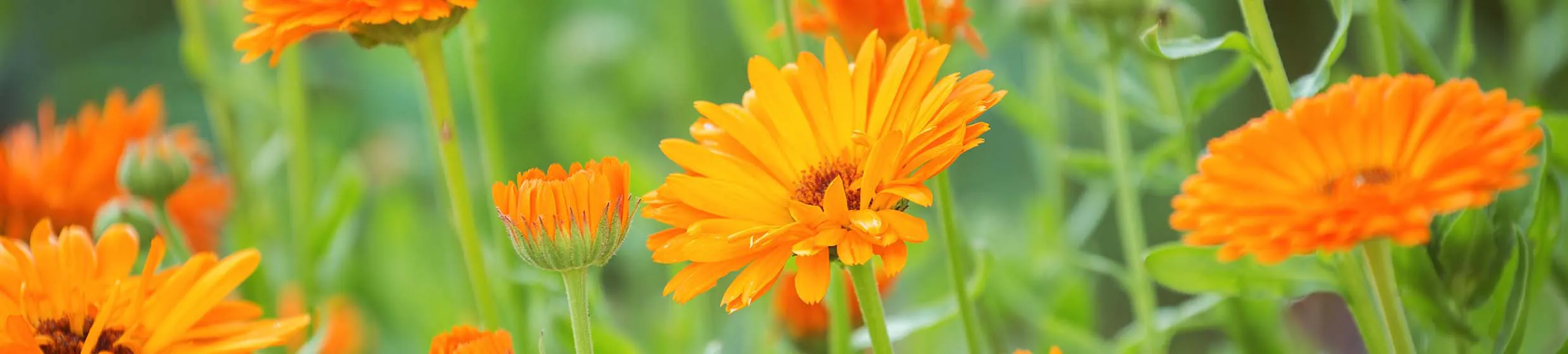 Calendula (souci)
