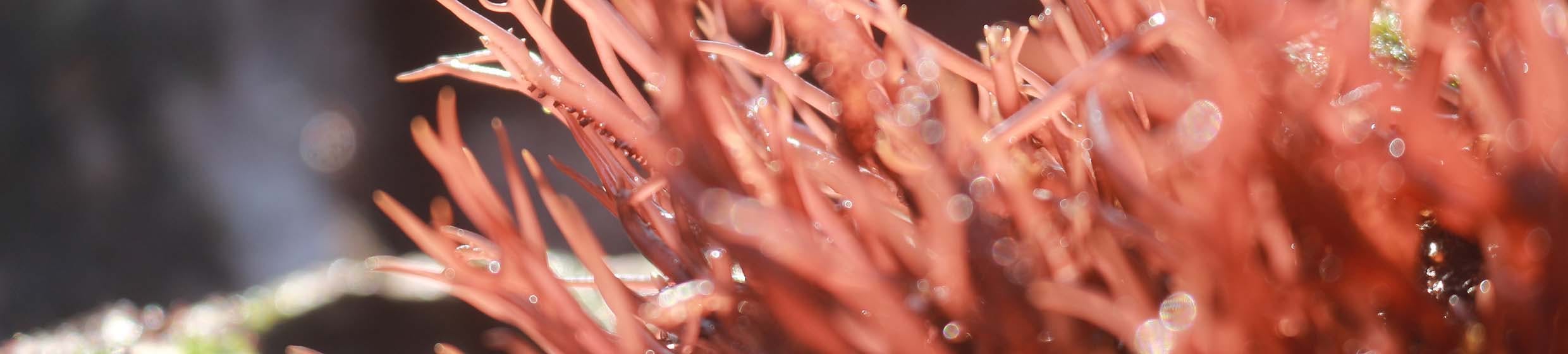 Lithothamne