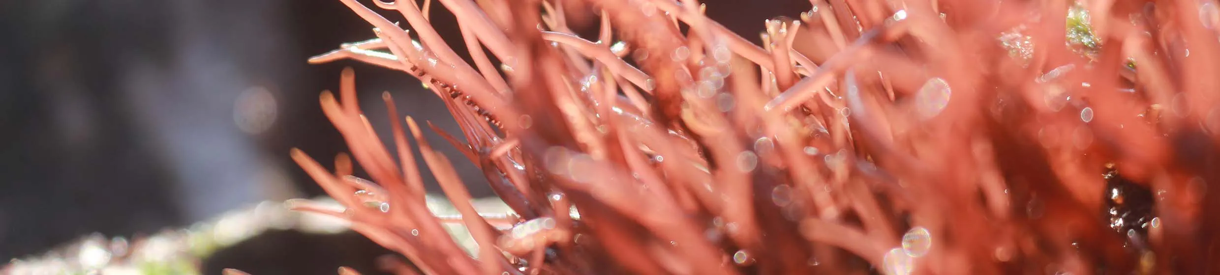 Lithothamne