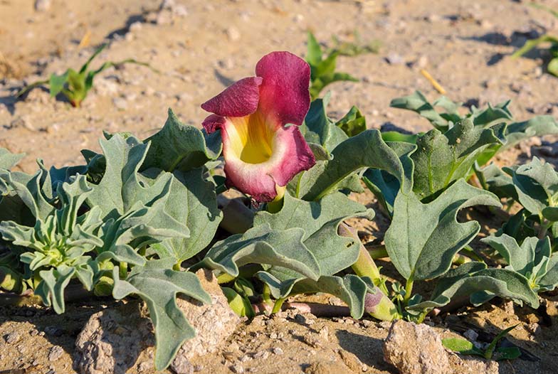 Harpagophytum (griffe du diable) : Tout savoir sur l'actif - Onatera.com