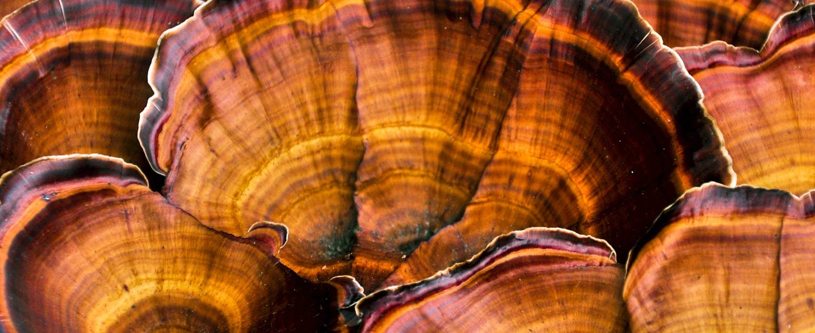 Reishi - Onatera 