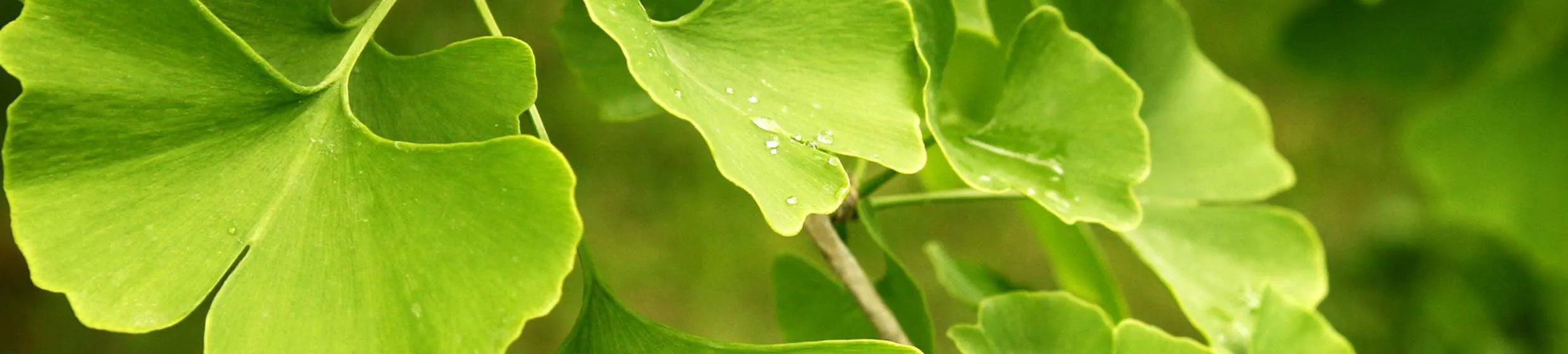 Ginkgo biloba