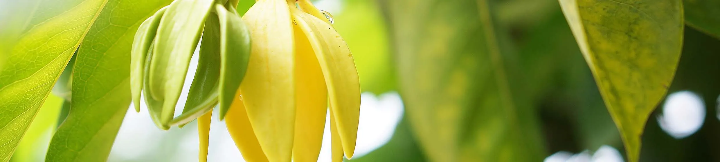 Ylang ylang