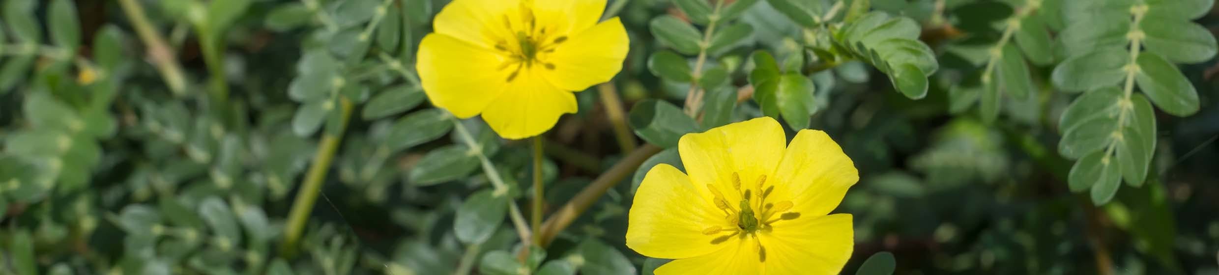 Tribulus