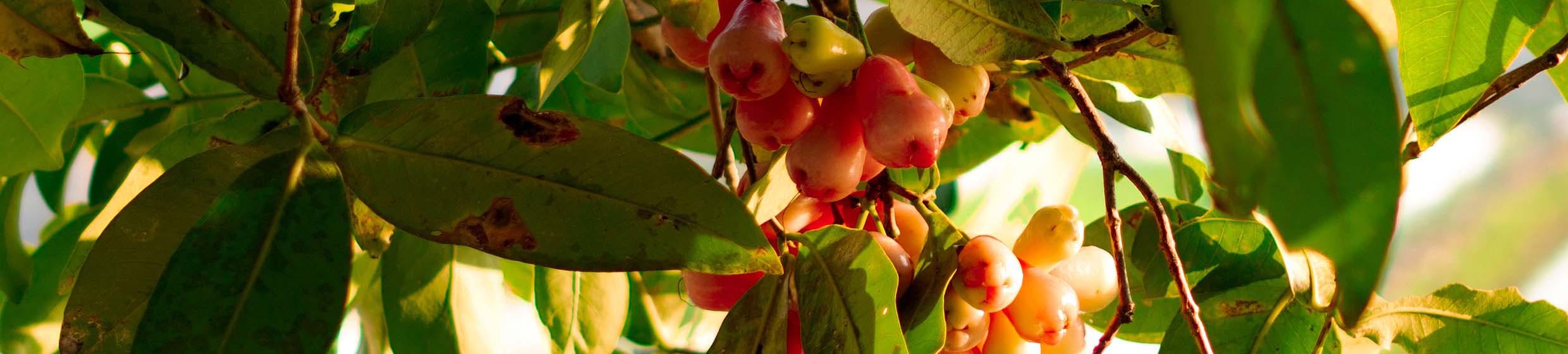 Fragonia