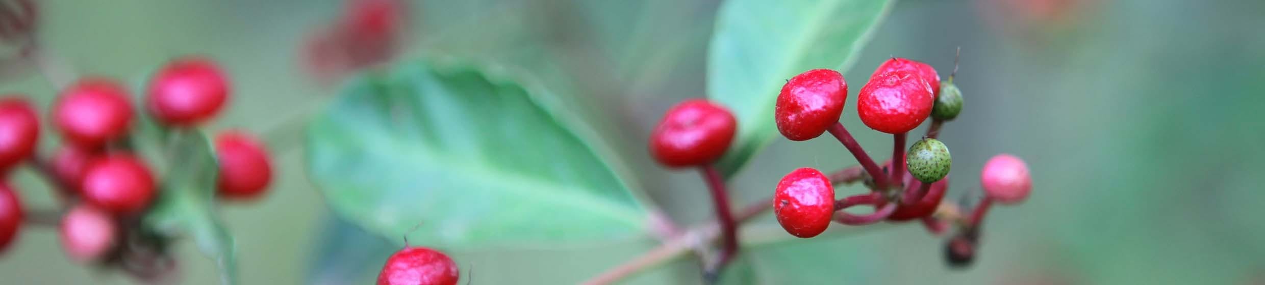 Ginseng rouge