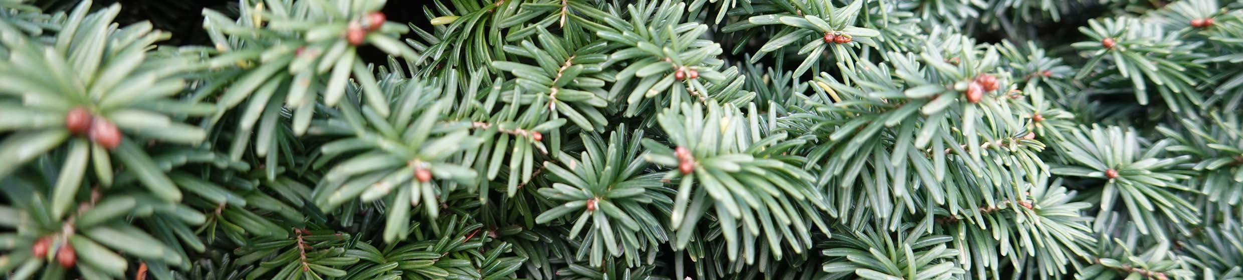 Sapin baumier