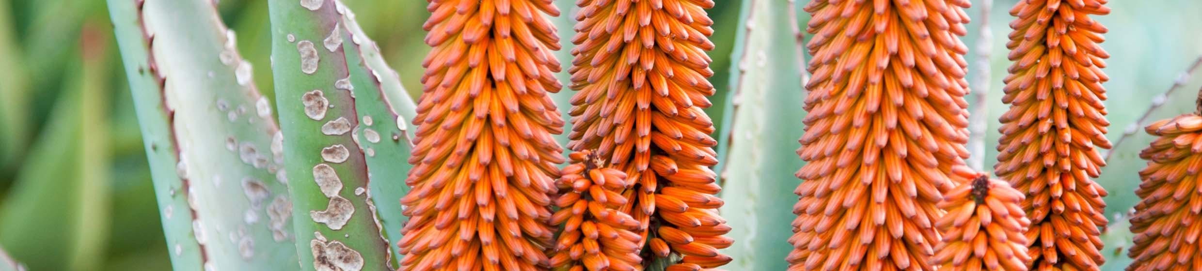 Aloé arborescent