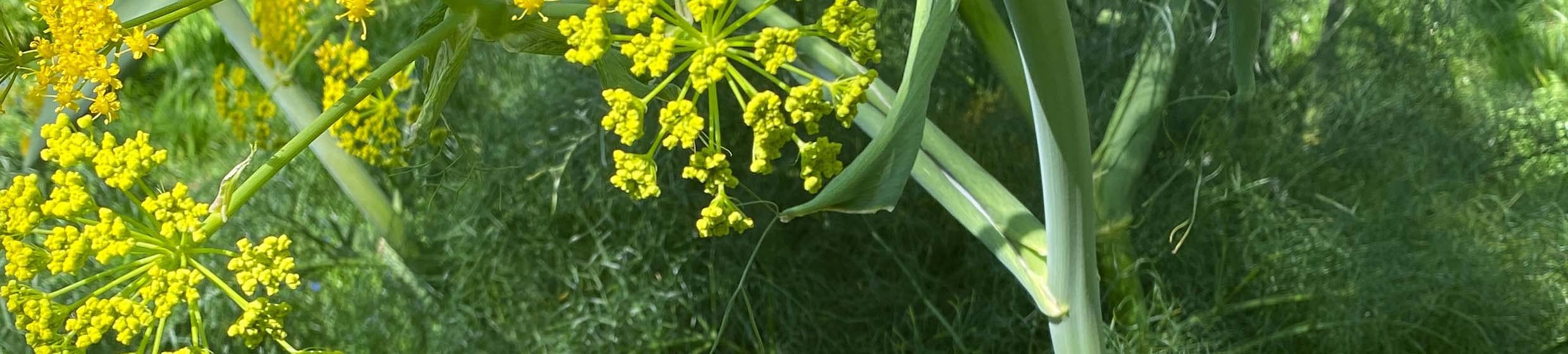 Fenouil