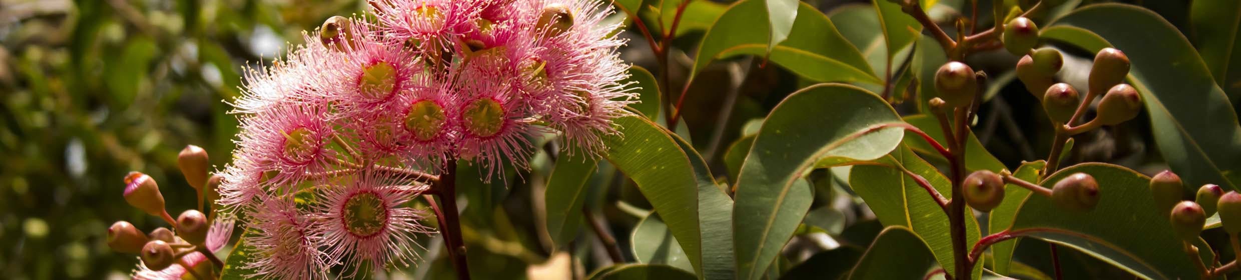 Calophylle (tamanu)