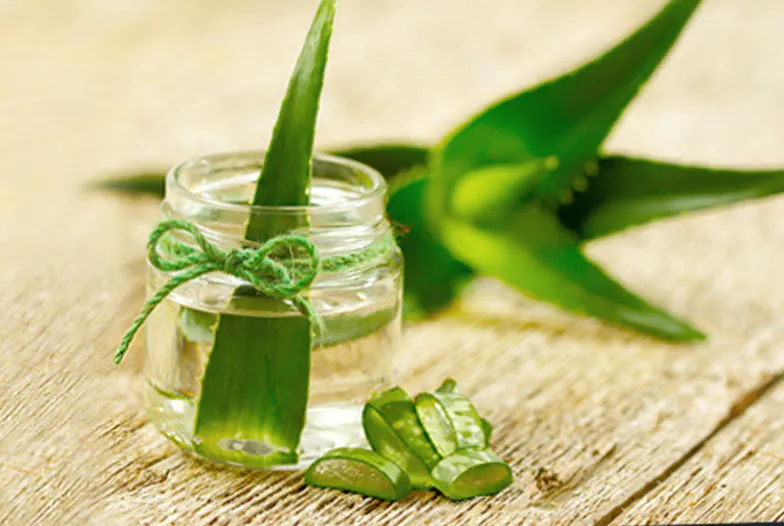 Jus et gel d'aloé-vera : leurs atouts pour la digestion