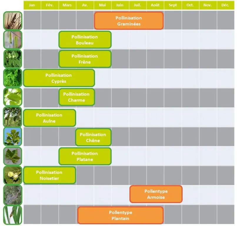 Allergies printanières : le calendrier des pollens et des solutions