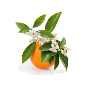 Eau florale Fleur d'oranger Bio