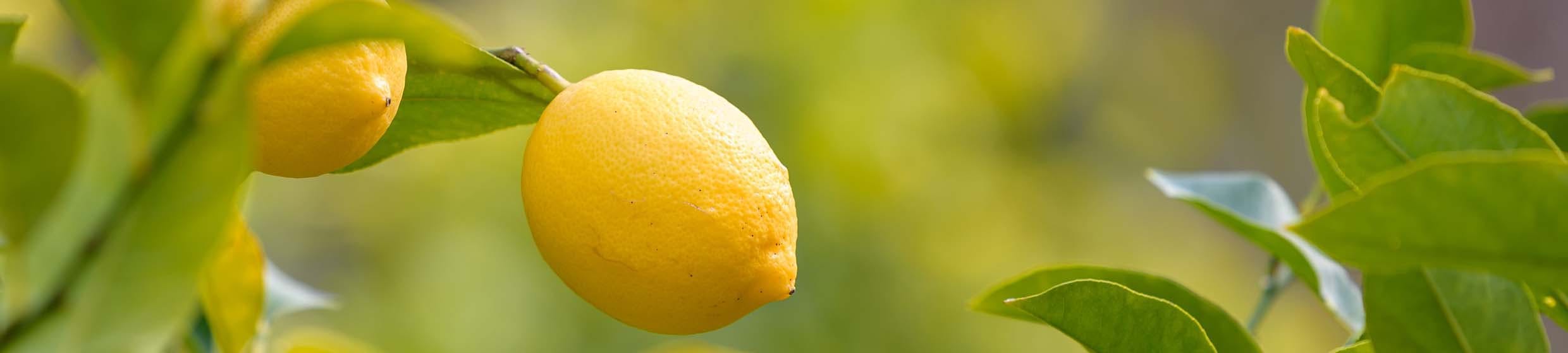 Citron