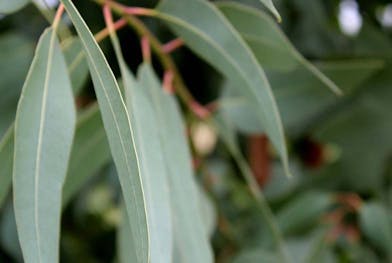 Tout sur l'actif Eucalyptus radié (radiata)