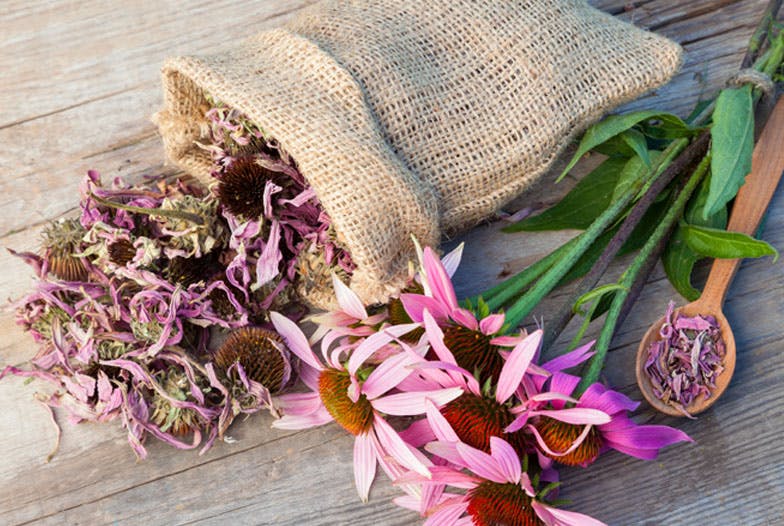 Les 5 plantes clés de l'hiver