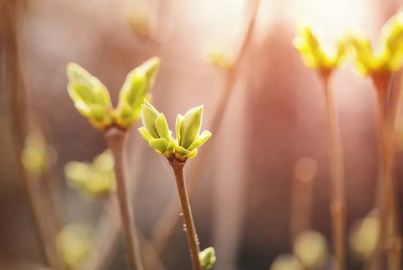 Gemmothérapie : découvrez les bienfaits des bourgeons