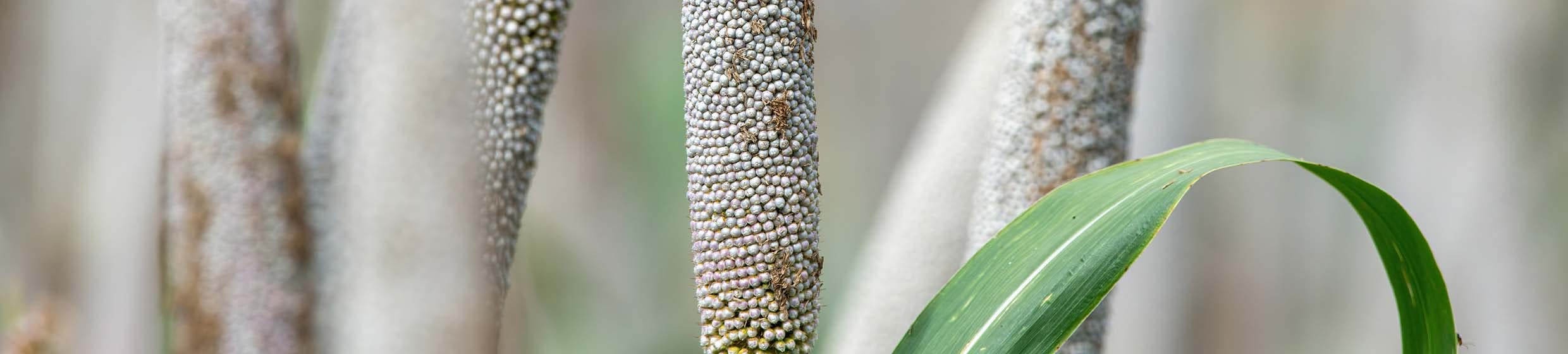 Millet