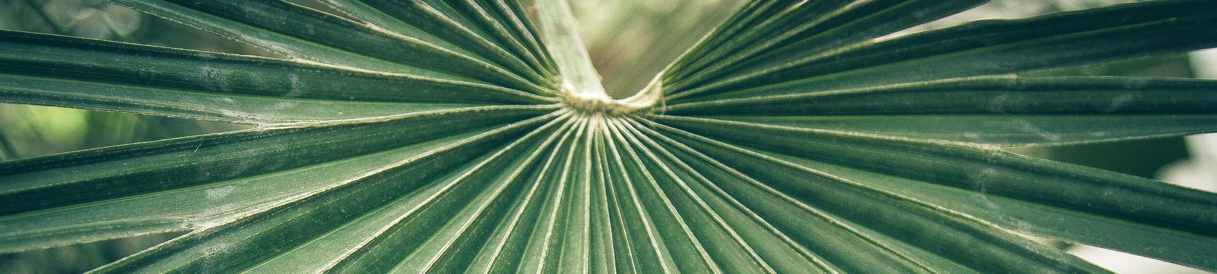 Sabal (saw palmetto)