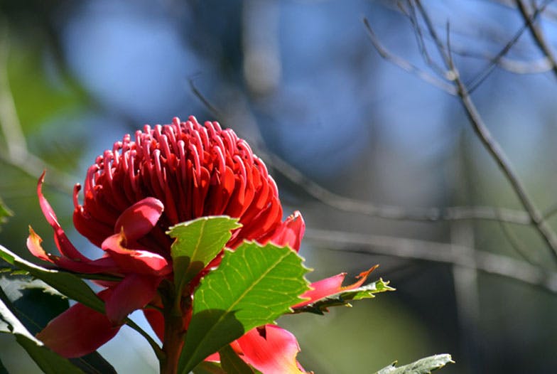 Fleurs du Bush : des essences florales riches en énergie terrestre