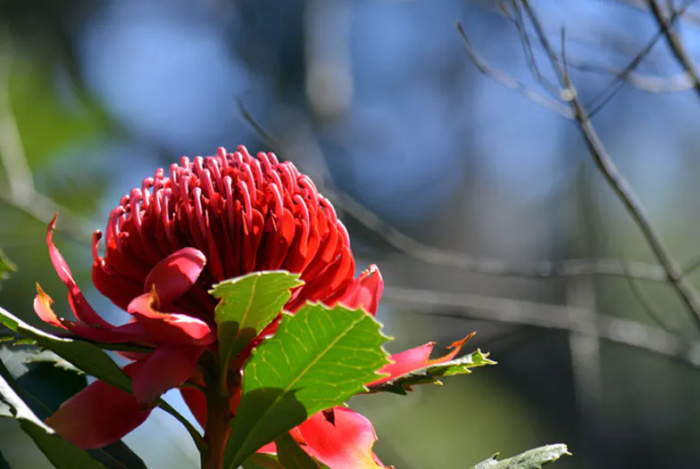 Fleurs du Bush : des essences florales riches en énergie terrestre