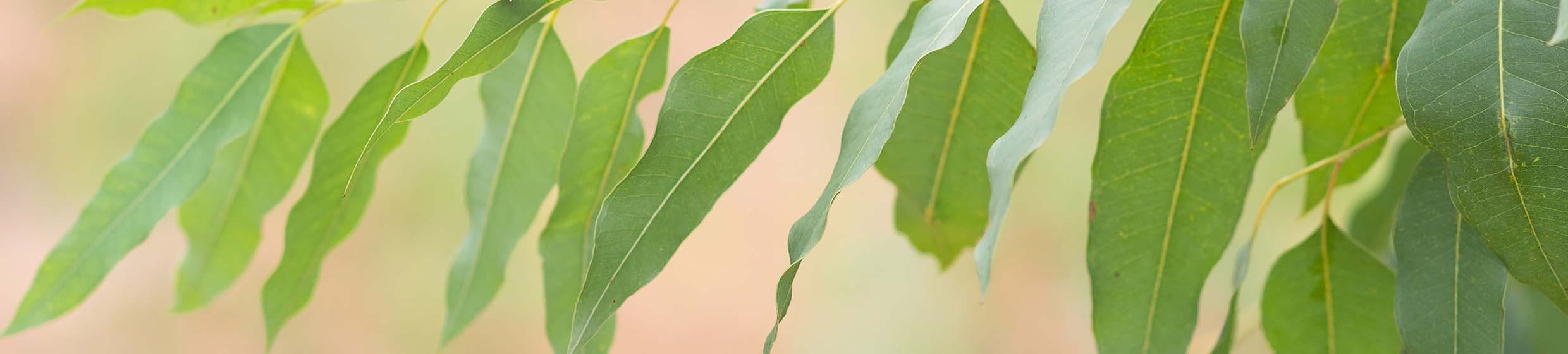 Eucalyptus globuleux (globulus)
