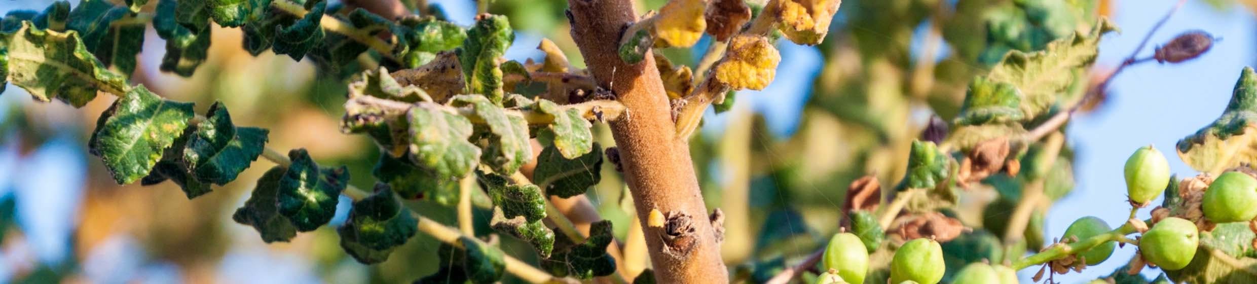Boswellia serrata
