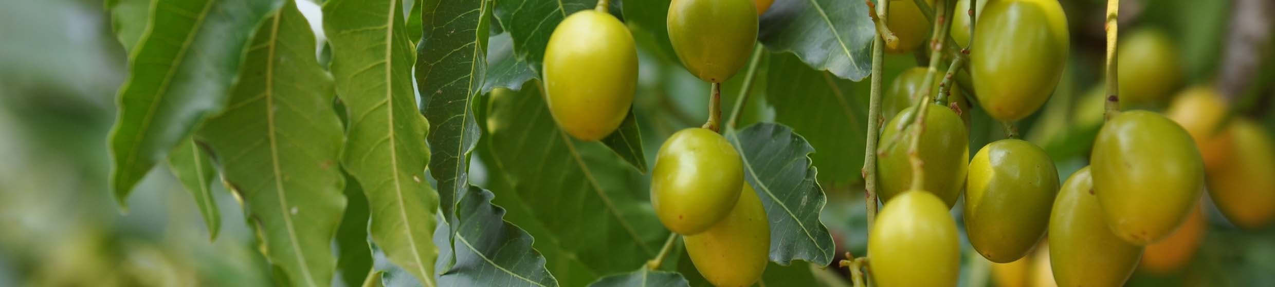 Neem
