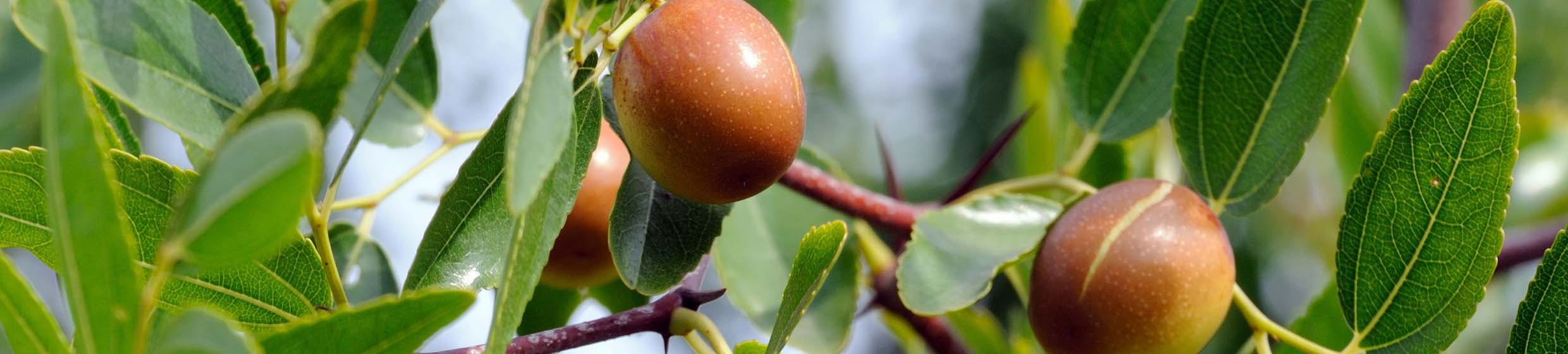Jojoba