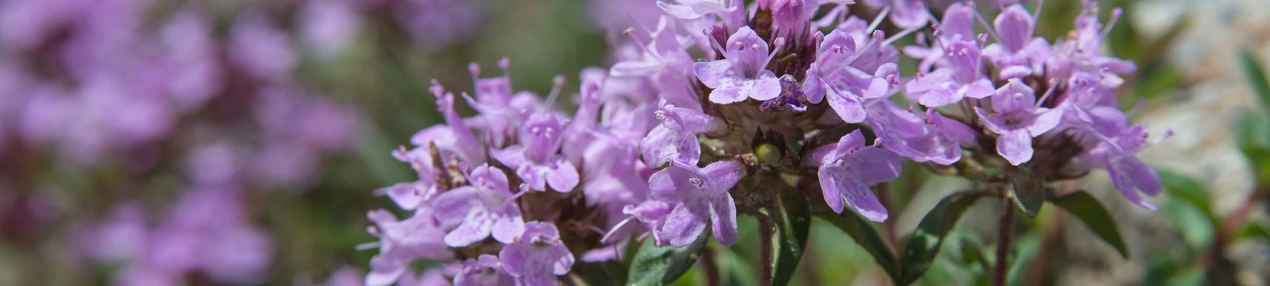 Thym à thujanol