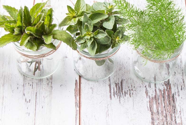 Les 10 plantes favorables à la digestion