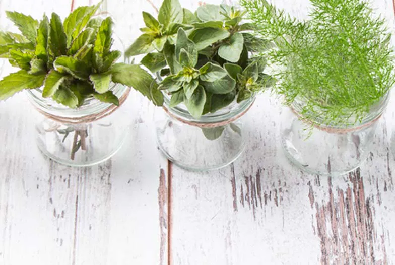 Les 10 plantes favorables à la digestion