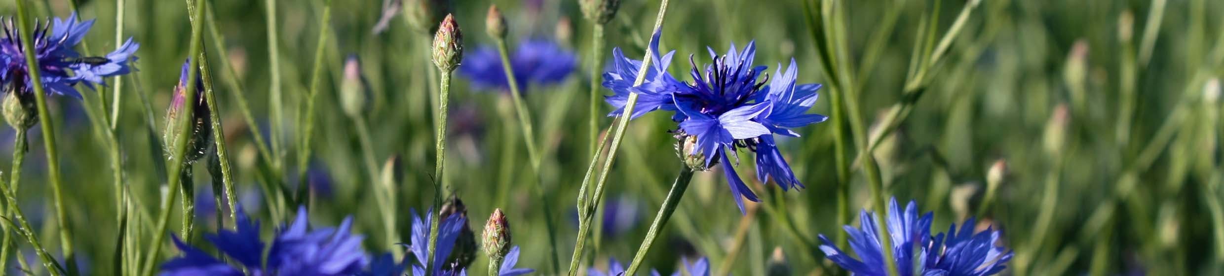 Bleuet
