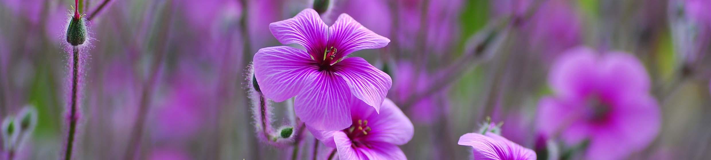 Mauve chinoise crépue