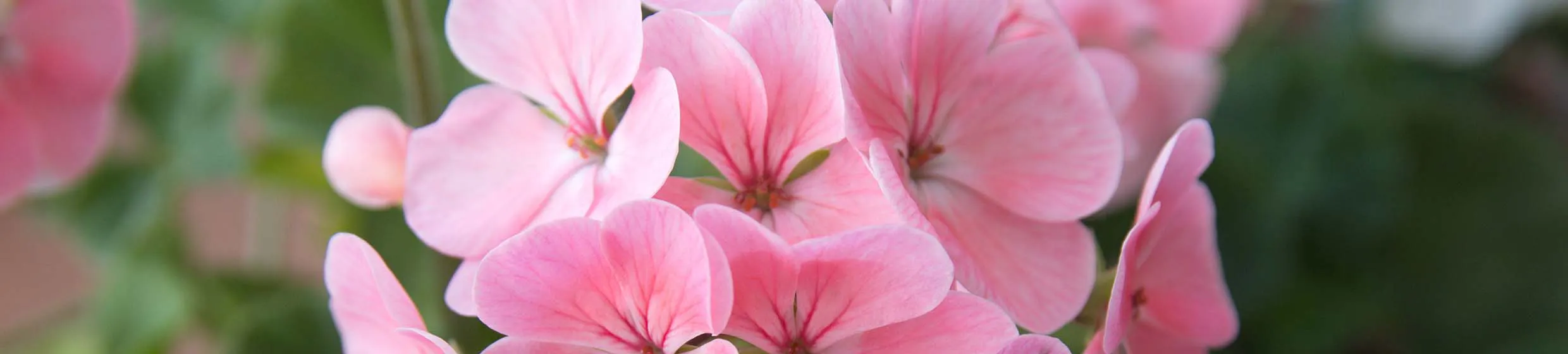 Géranium