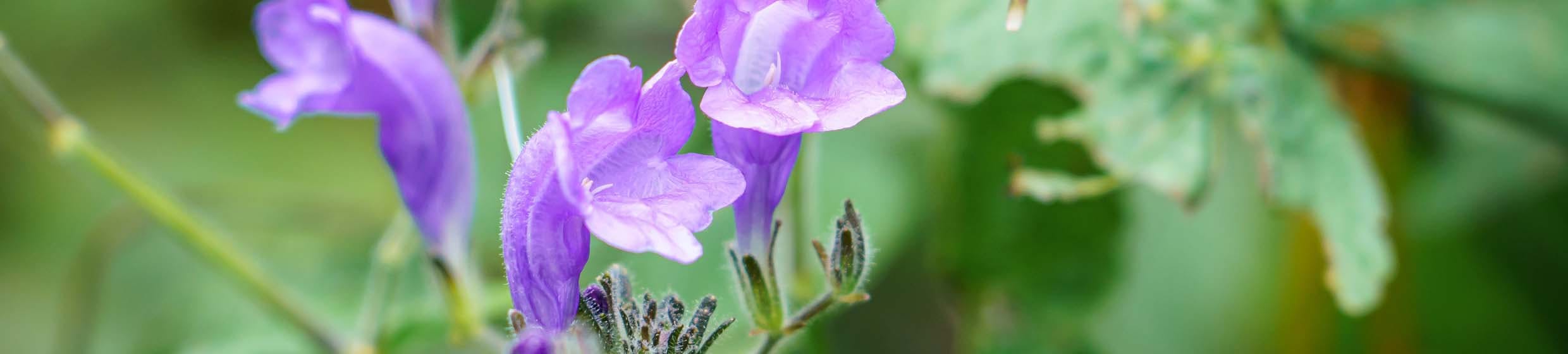 Scutellaire