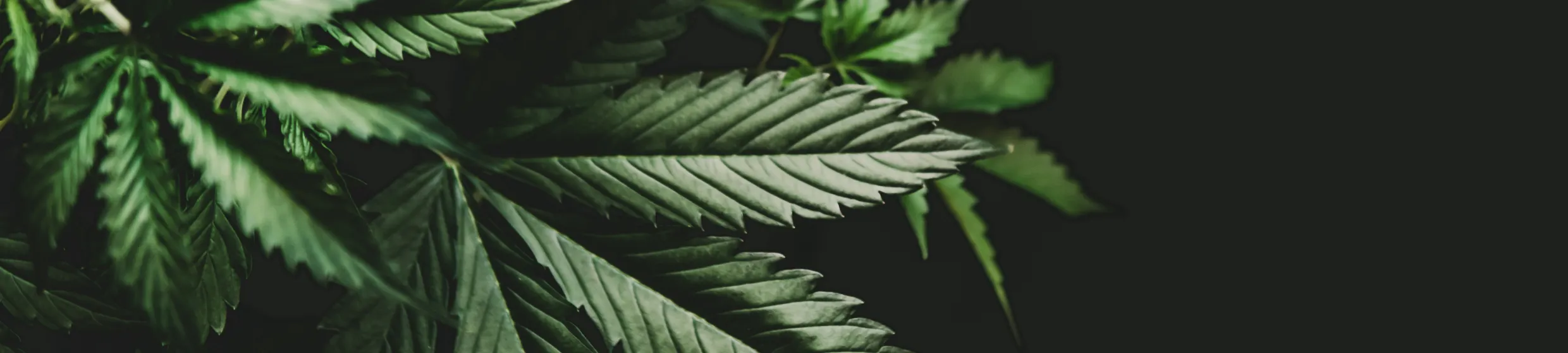 CBD