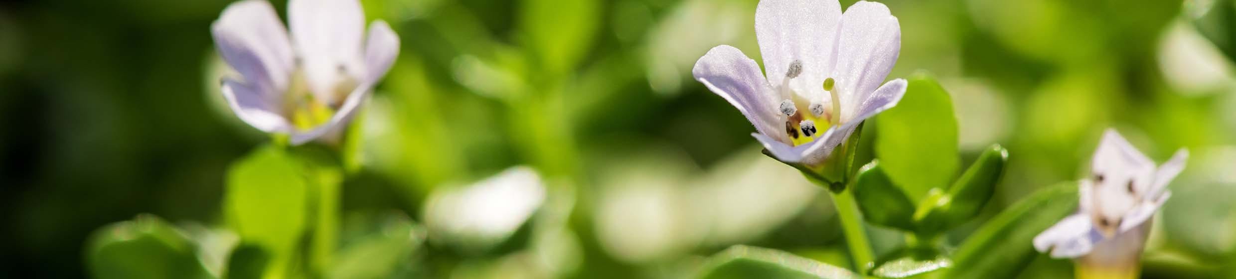 Bacopa (Brahmi)