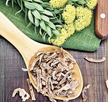 rhodiola
