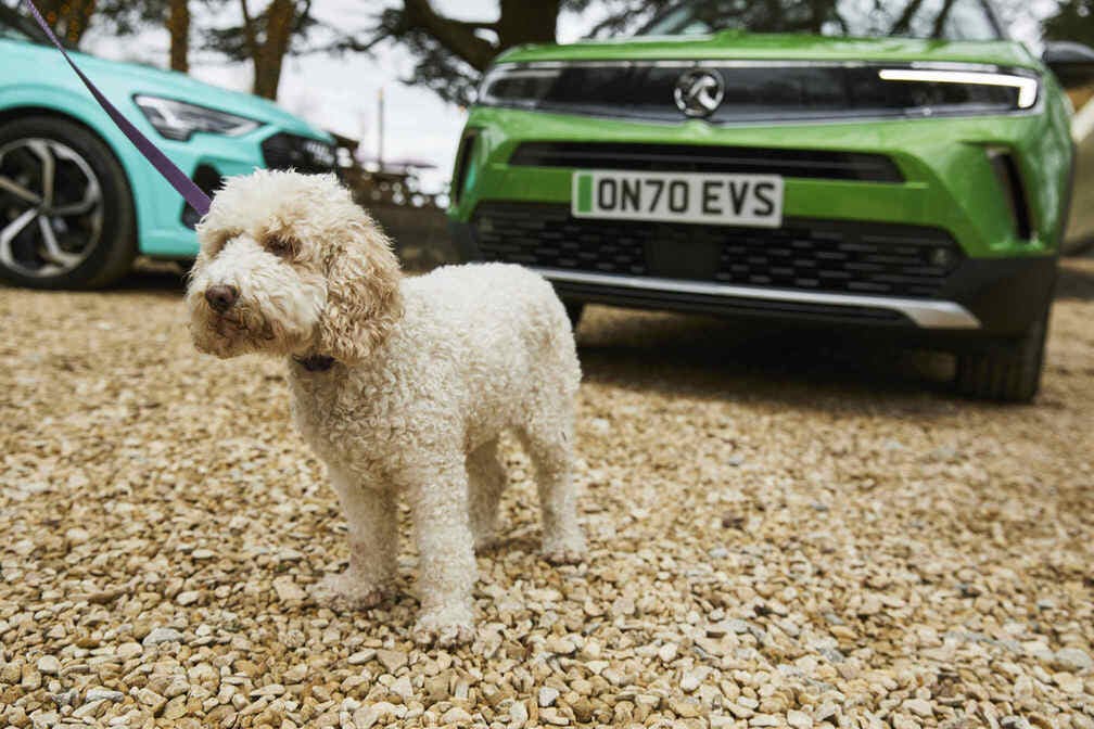Dog in front of Onto electric car